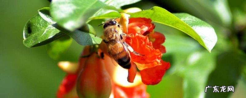 蜜蜂刚抓回来怎么养,注意事项有哪些