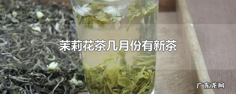 茉莉花茶几月份有新茶