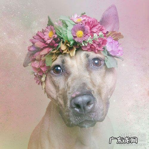 小型比特犬图片 比特犬网图