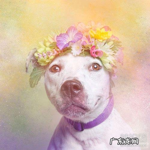 小型比特犬图片 比特犬网图