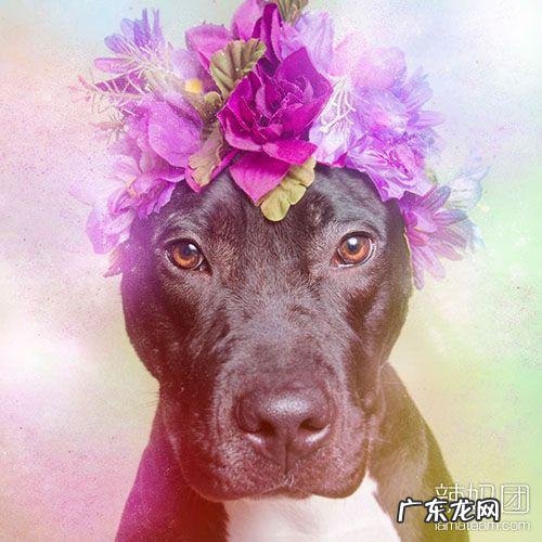 小型比特犬图片 比特犬网图