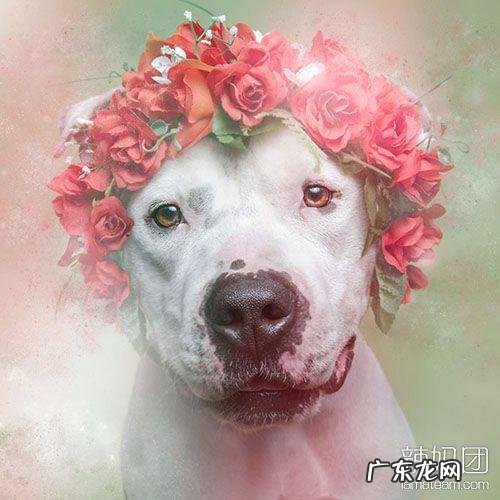 小型比特犬图片 比特犬网图