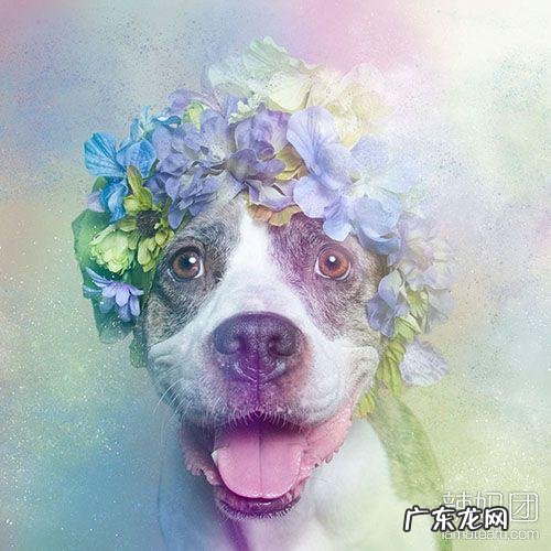 小型比特犬图片 比特犬网图