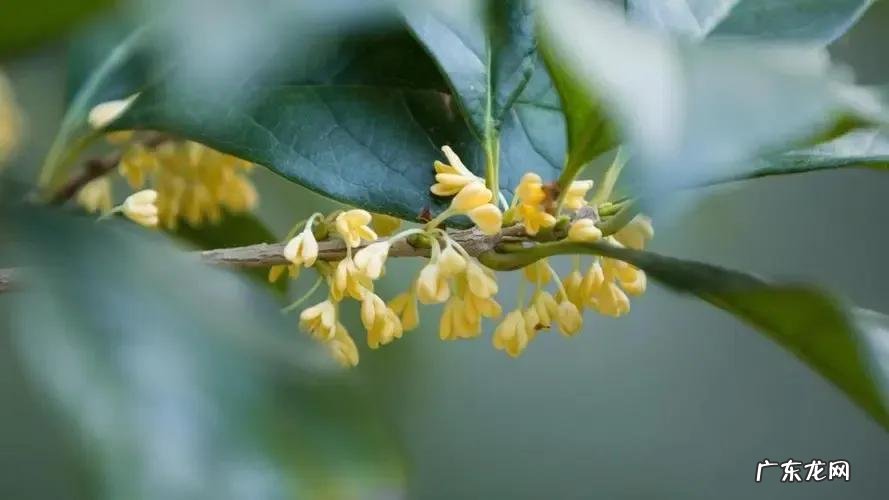 郭敬明小说类型 郭敬明的小说有哪些