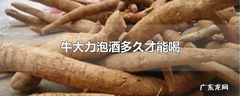 牛大力泡酒多久才能喝