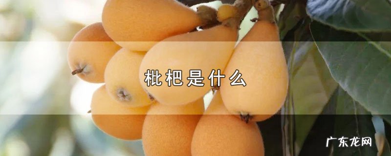 枇杷是什么