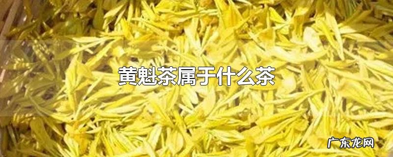 黄魁茶属于什么茶