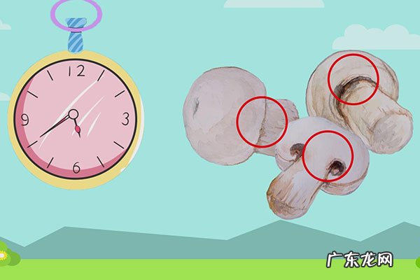 口蘑菌褶黑色能吃吗