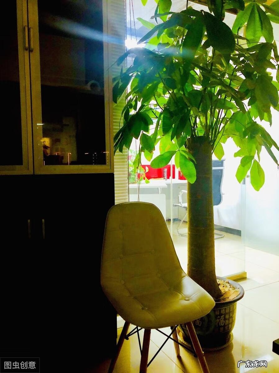 发财树的风水 发财树与风水