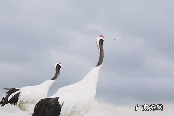 丹顶鹤的丹顶指的是什么