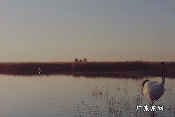 丹顶鹤的丹顶指的是什么