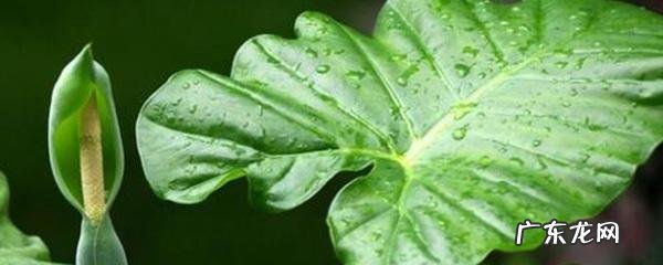 霸王芋能吃吗 霸王芋图片