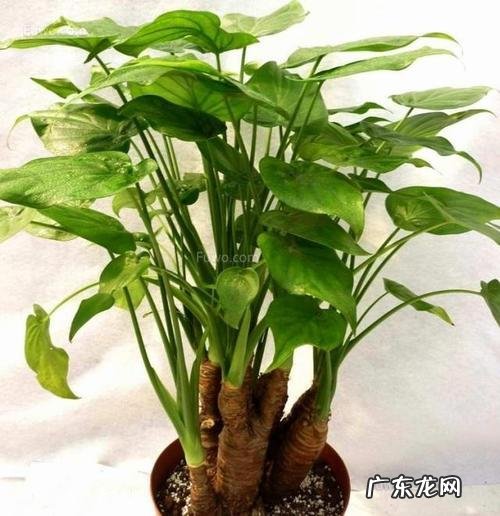 霸王芋能吃吗 霸王芋图片