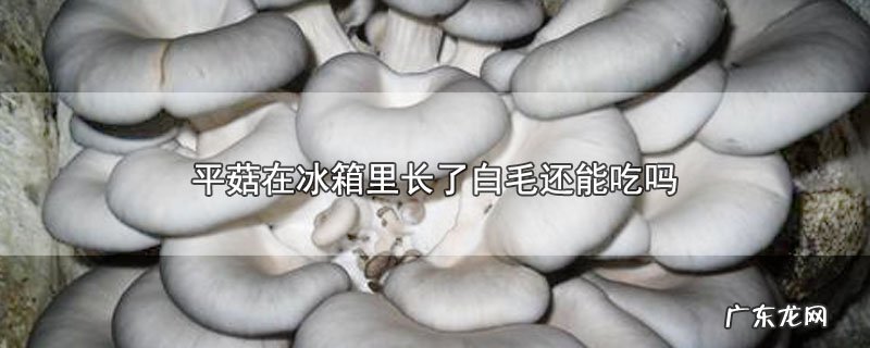 平菇在冰箱里长了白毛还能吃吗