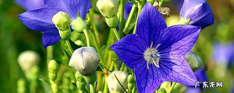 桔梗种植技术及产量，宜选择疏松的土壤