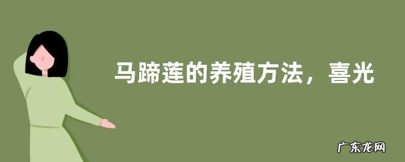 马蹄莲的养殖方法，喜光、喜肥、喜湿