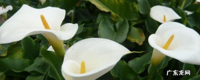 马蹄莲的养殖方法，喜光、喜肥、喜湿