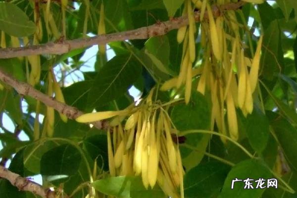 白蜡树种植要点及图片欣赏,播种前需催芽