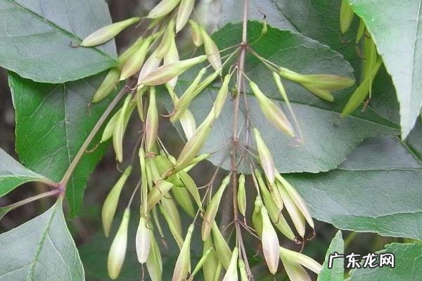 白蜡树种植要点及图片欣赏,播种前需催芽