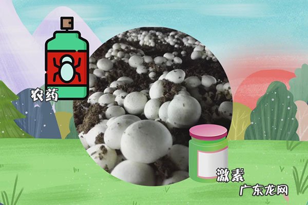 新鲜口蘑需不需要焯水