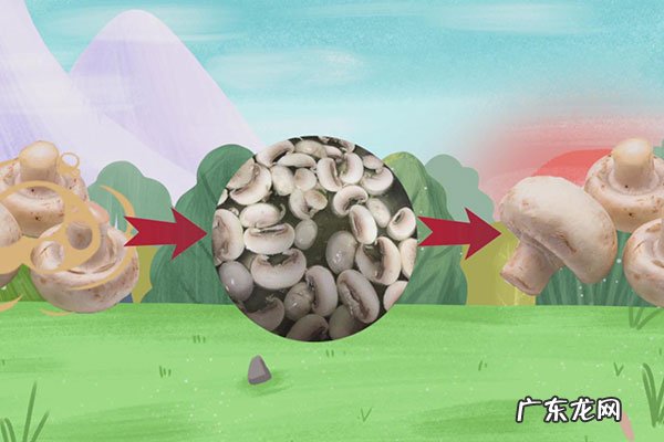 新鲜口蘑需不需要焯水