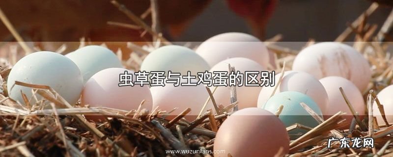 虫草蛋与土鸡蛋的区别