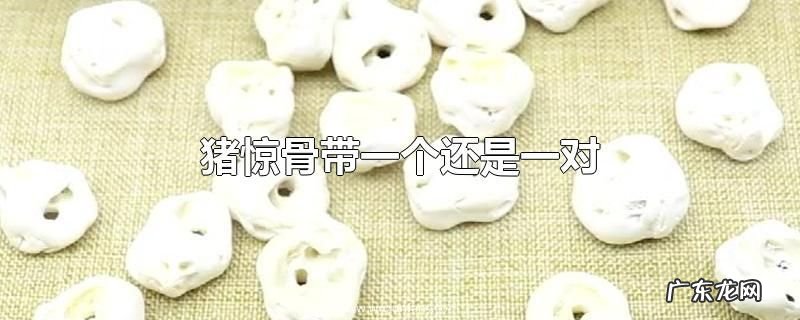 猪惊骨带一个还是一对