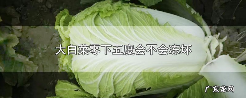 大白菜零下五度会不会冻坏