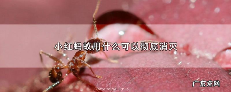 小红蚂蚁用什么可以彻底消灭