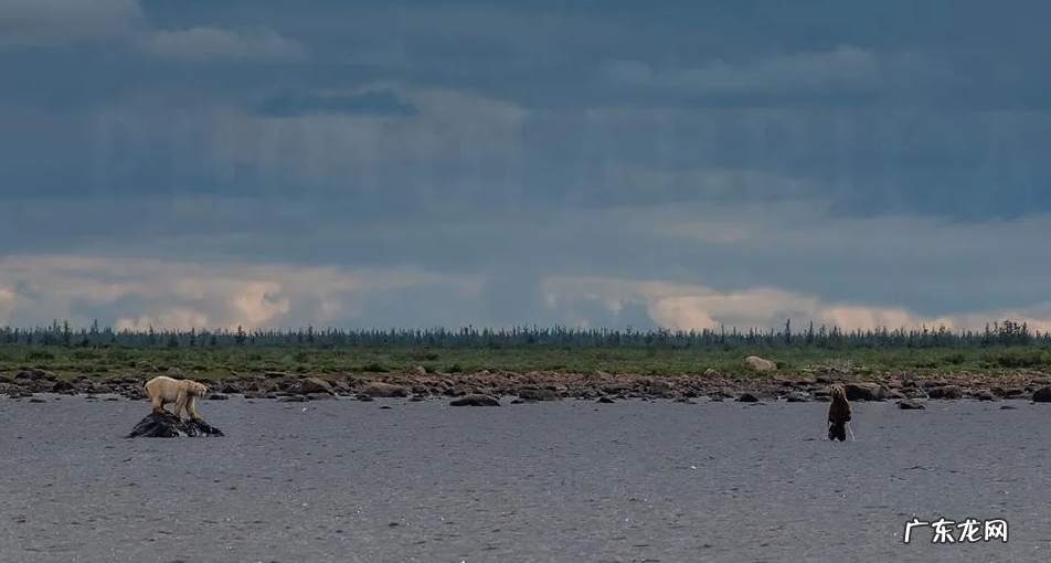 北极熊vs科迪亚克棕熊