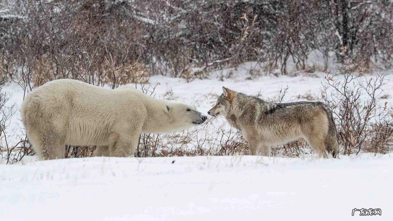 北极熊vs科迪亚克棕熊