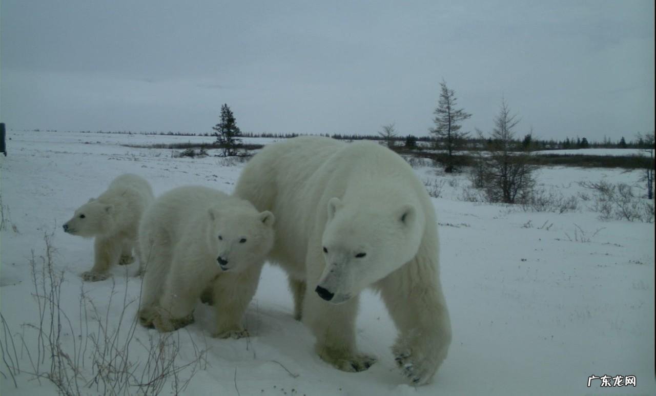北极熊vs科迪亚克棕熊