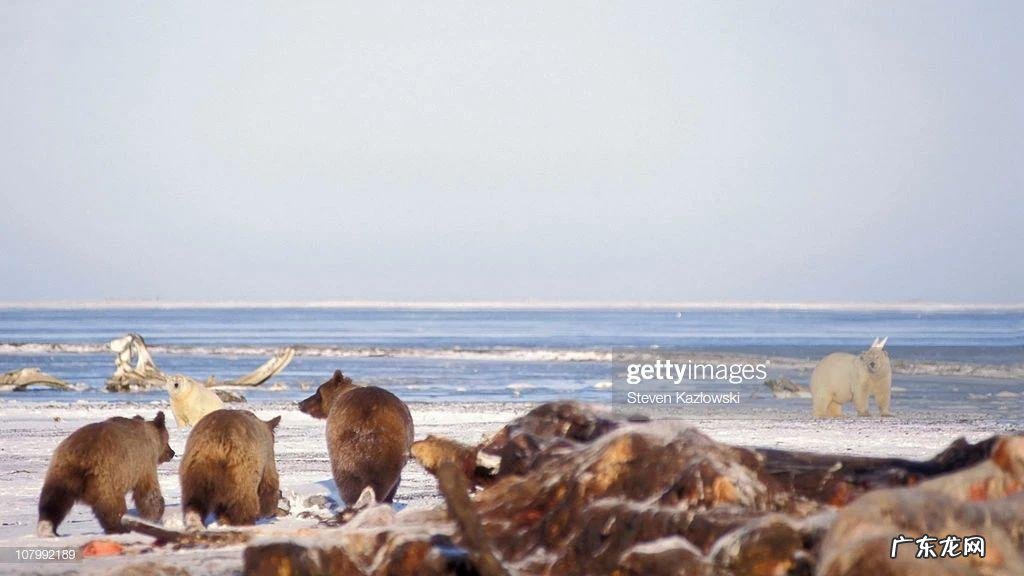 北极熊vs科迪亚克棕熊