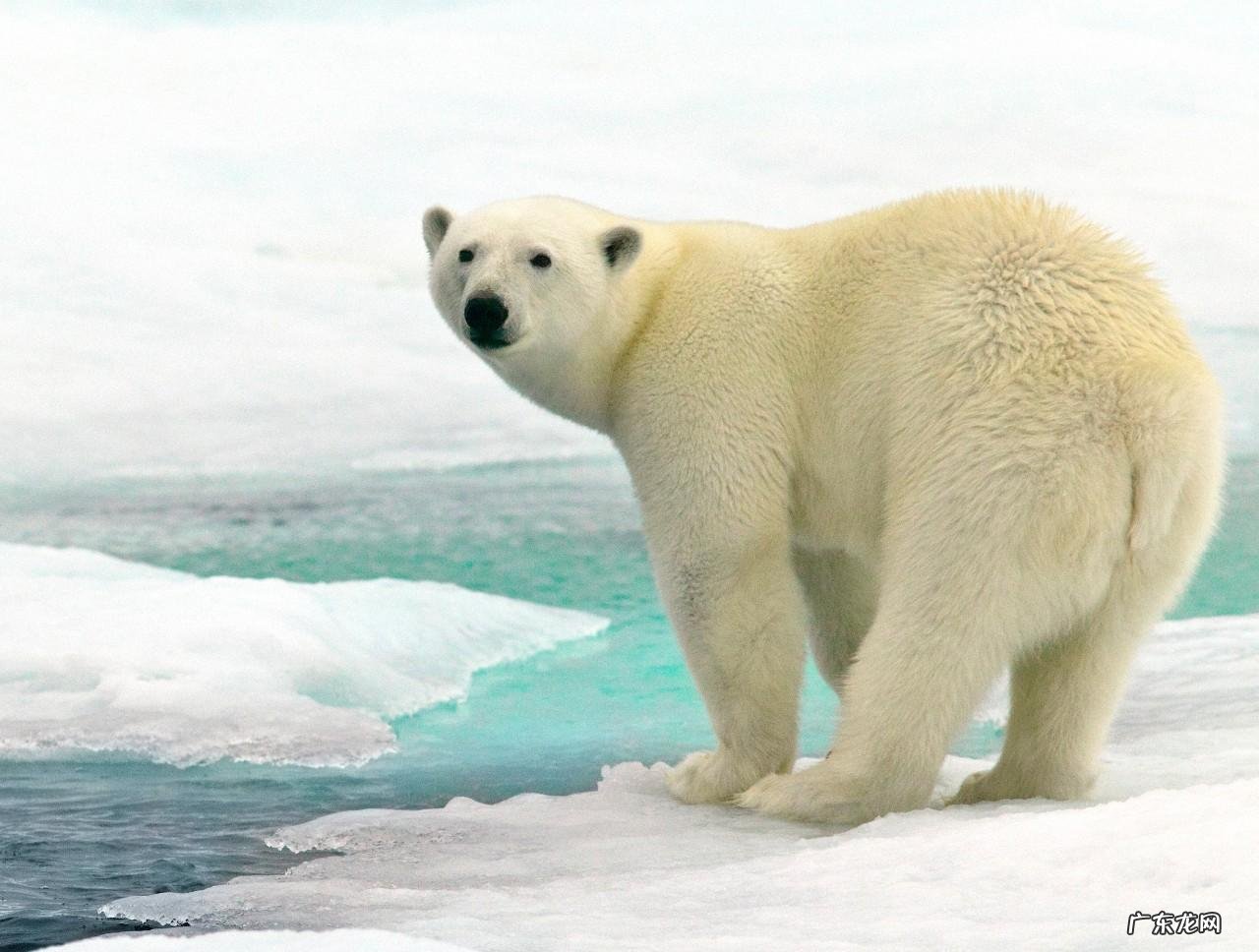 北极熊vs科迪亚克棕熊