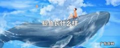 鲸鱼长什么样