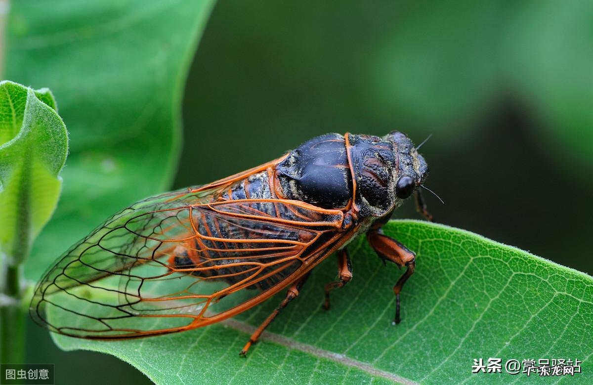 蝉虞世南拼音版意思