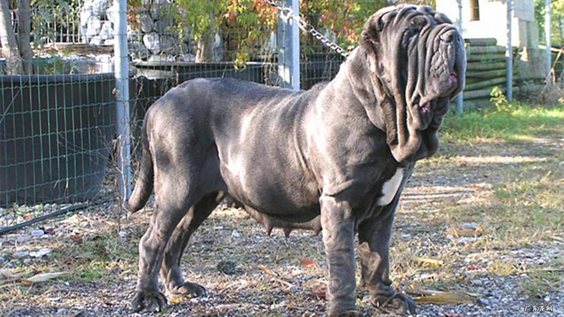 扭玻利顿 意大利扭玻利顿图片