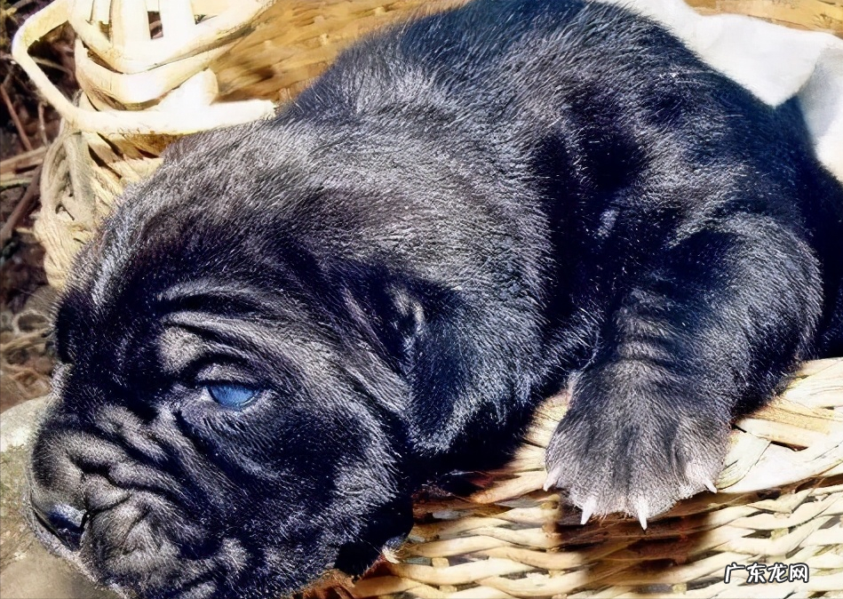 扭玻利顿 意大利扭玻利顿图片