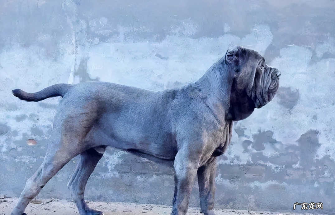 扭玻利顿 意大利扭玻利顿图片