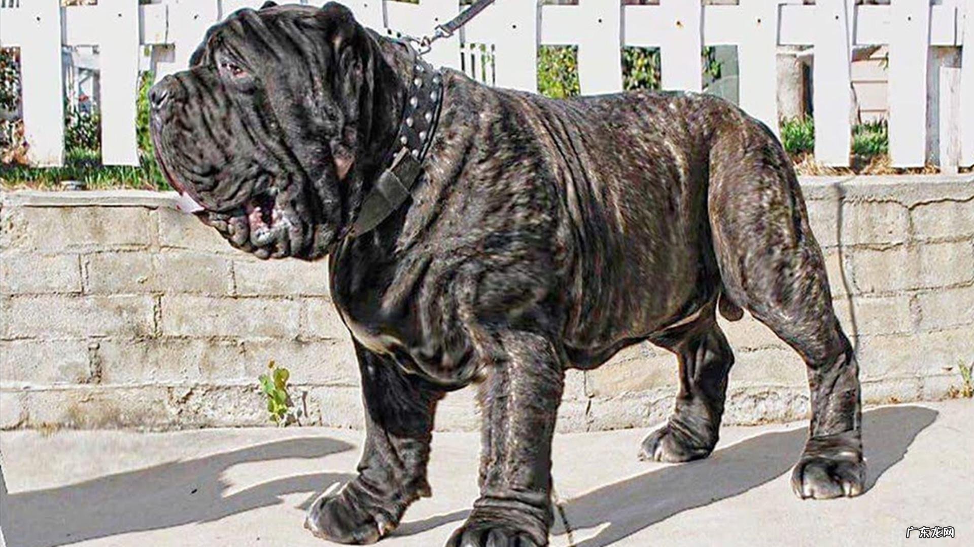 扭玻利顿 意大利扭玻利顿图片