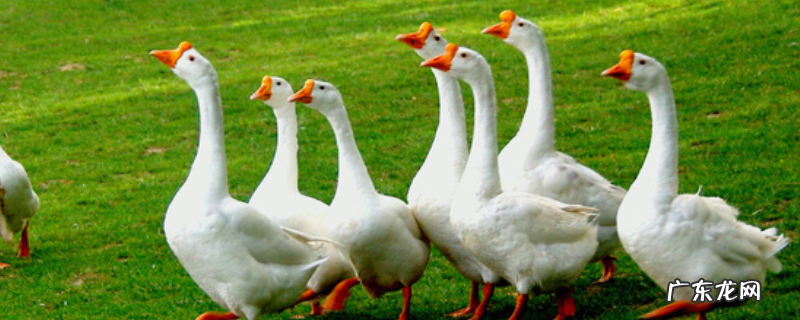鹅常见的肥育技术,主要介绍这三种