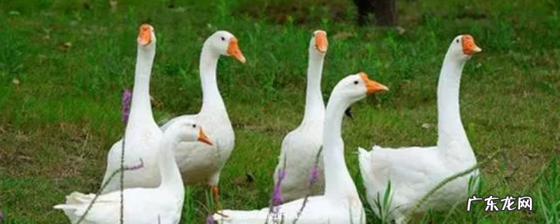 后备种鹅饲养管理技术,注意做好日常防病工作