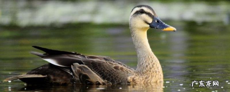 如何提高斑嘴野鸭成活率,附养殖技术