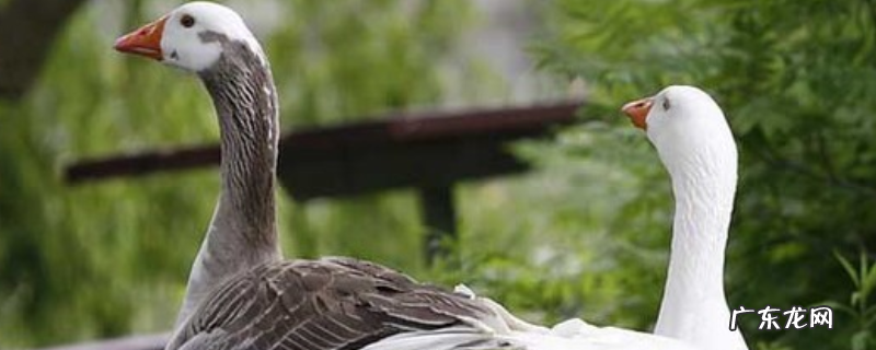 苍鹅的养殖技术，主要有三个方面