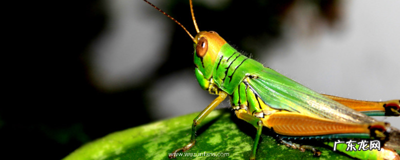 蝗虫养殖技术,大棚的面积取决于蝗虫的数量
