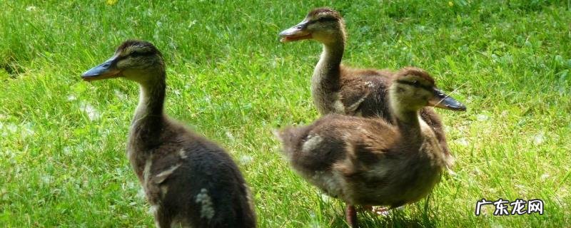 肉鸭养殖如何节省饲料?饲养优良品种