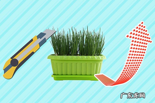 割韭菜是什么意思