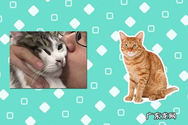 吸猫是啥意思是什么