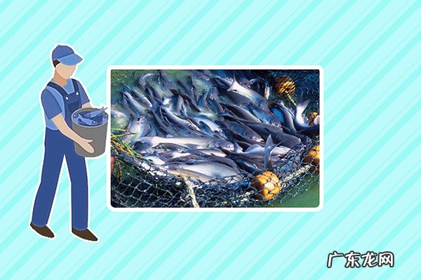 巴沙鱼和龙利鱼的区别