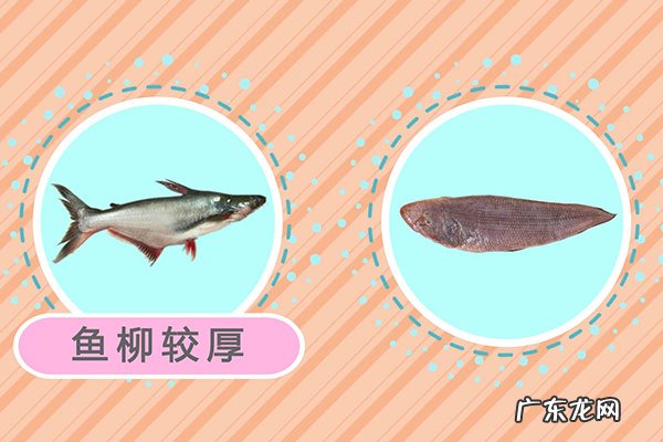 巴沙鱼和龙利鱼的区别